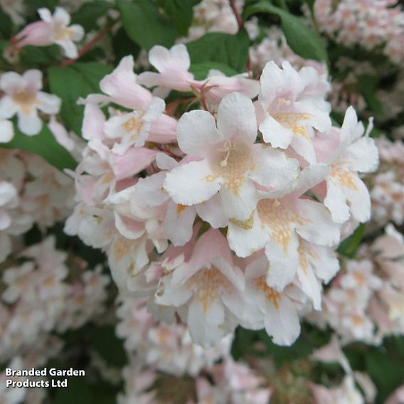 Kolkwitzia amabilis 'Pink Cloud'