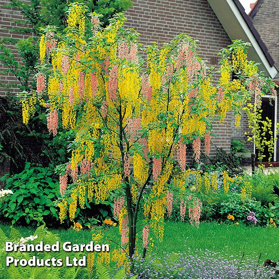 Laburnocytisus 'Adamii'