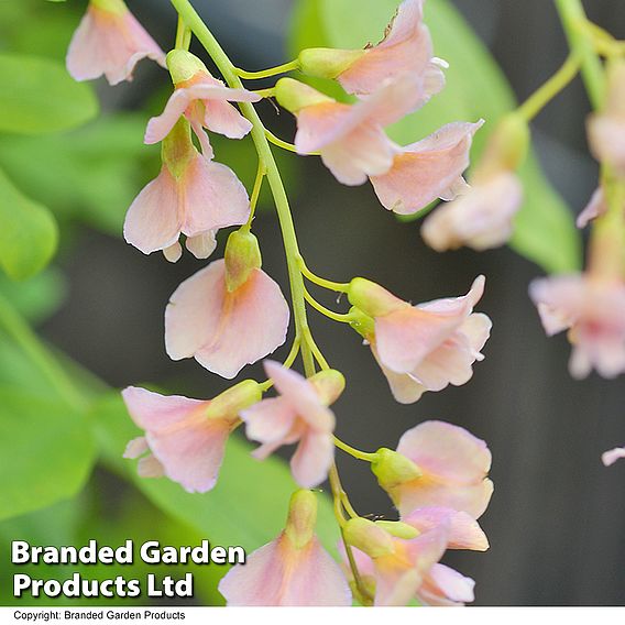 Laburnocytisus 'Adamii'