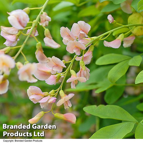 Laburnocytisus 'Adamii'