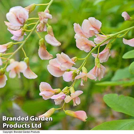 Laburnocytisus 'Adamii'