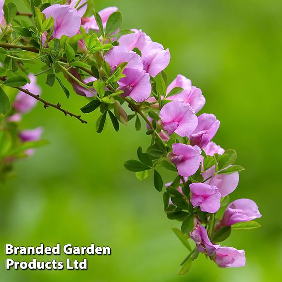 Laburnocytisus 'Adamii'