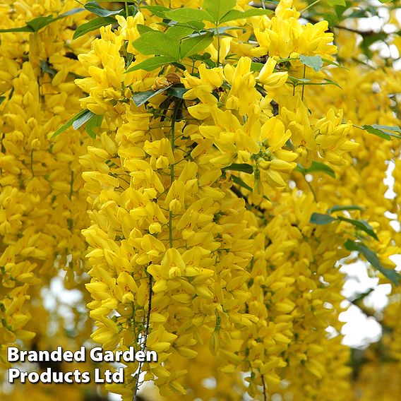 Laburnocytisus 'Adamii'