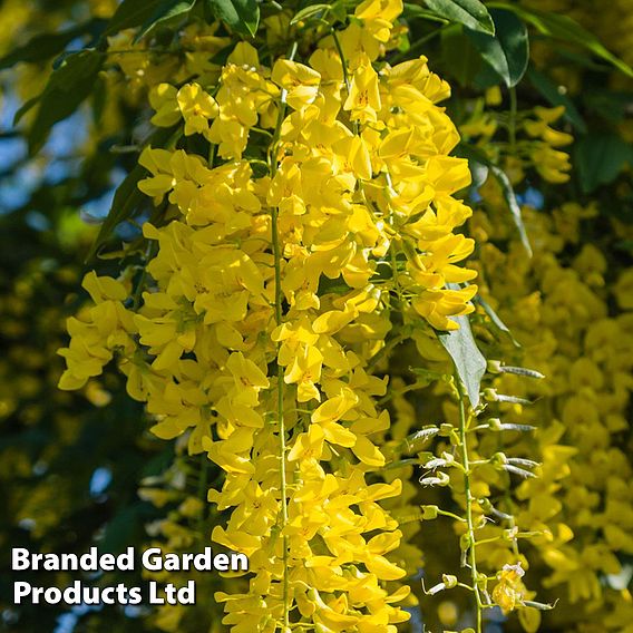 Laburnocytisus 'Adamii'