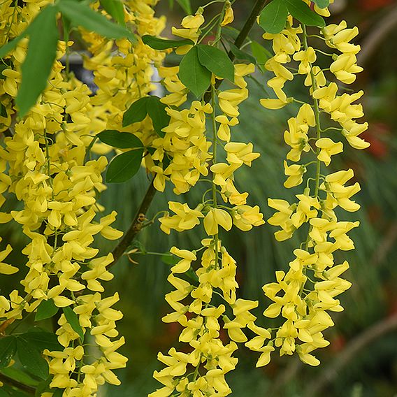 Laburnum x watereri 'Vossii'