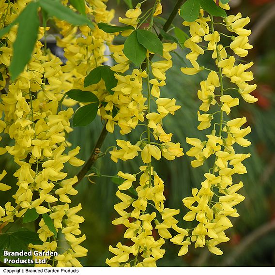 Laburnum x watereri 'Vossii'