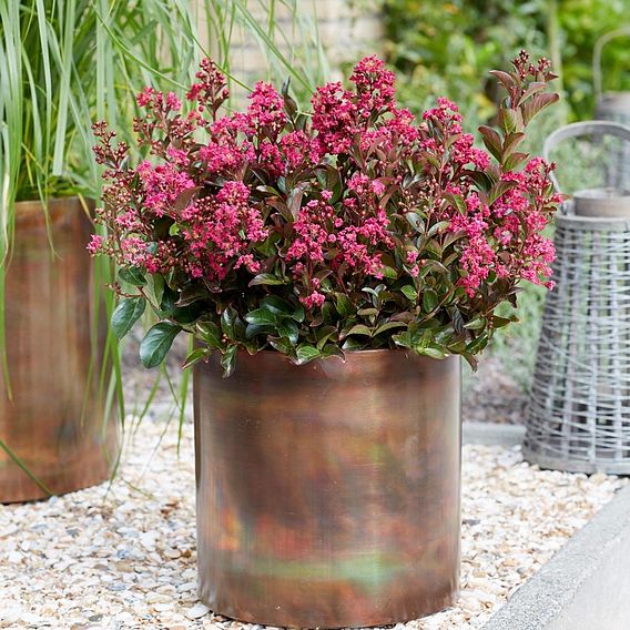 Lagerstroemia indica 'Berry Dazzle'