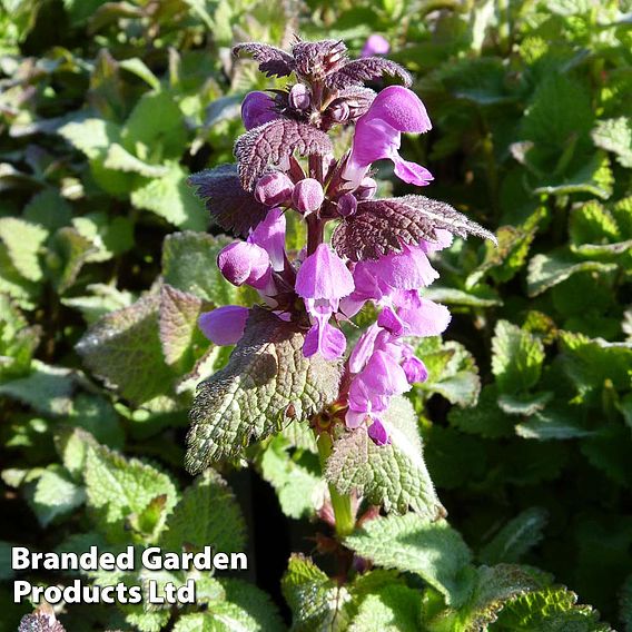 Lamium maculatum Roseum