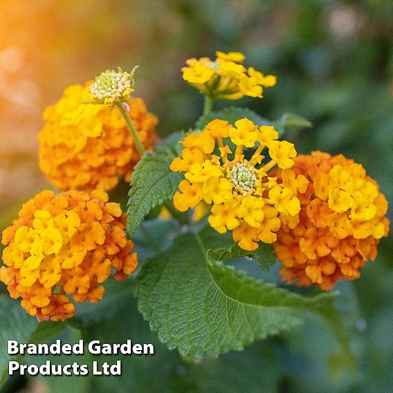 Lantana 'Orange'