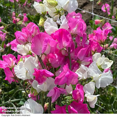 Sweet Pea 'Barbie Mix' - Seeds