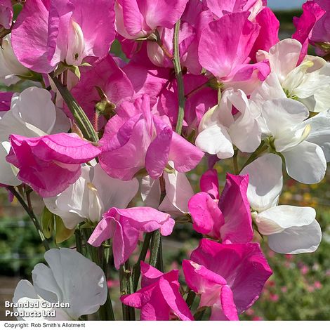 Sweet Pea 'Barbie Mix' - Seeds