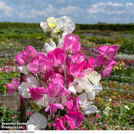 Sweet Pea 'Barbie Mix' - Seeds