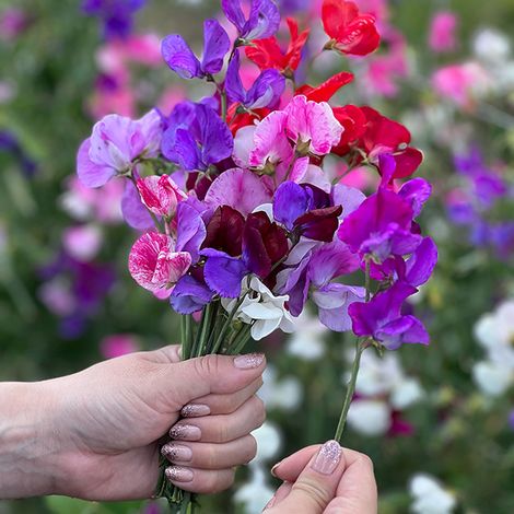 Sweet Pea 'Scentsational Mix' - Seeds