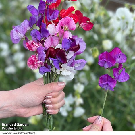 Sweet Pea 'Scentsational Mix' - Seeds