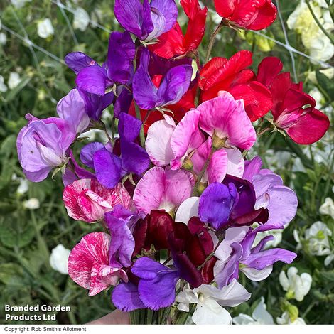 Sweet Pea 'Scentsational Mix' - Seeds