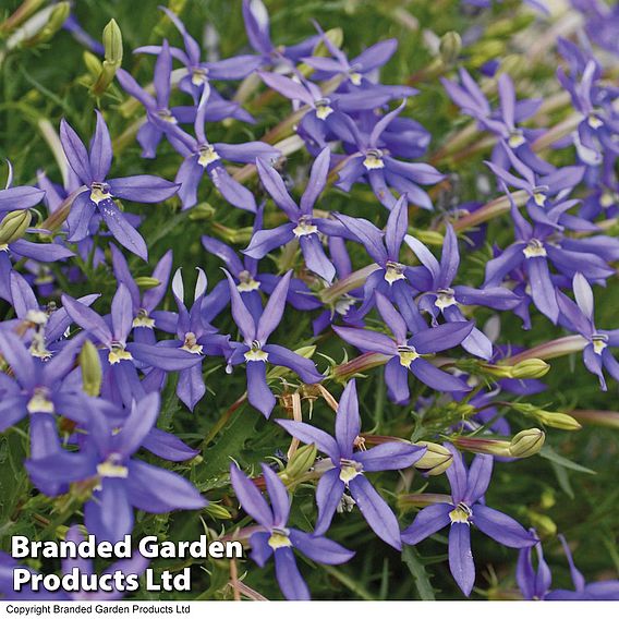 Laurentia 'Indigo Stars'