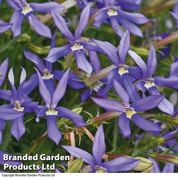 Laurentia 'Indigo Stars'