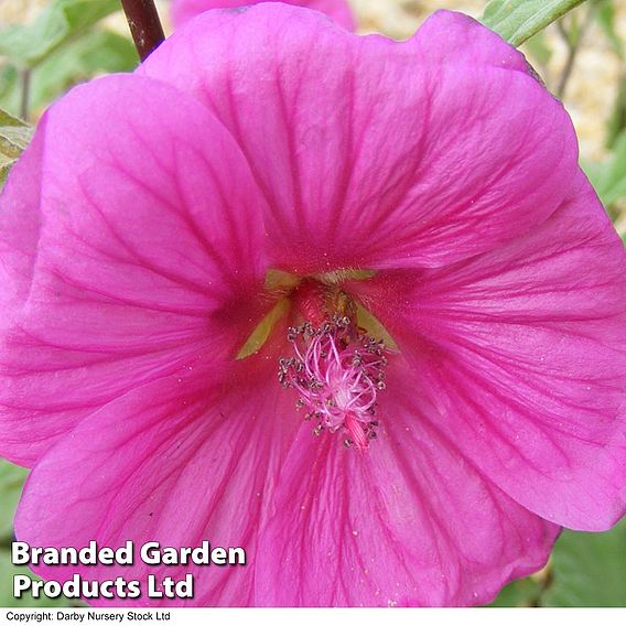 Lavatera x clementii 'Red Rum'