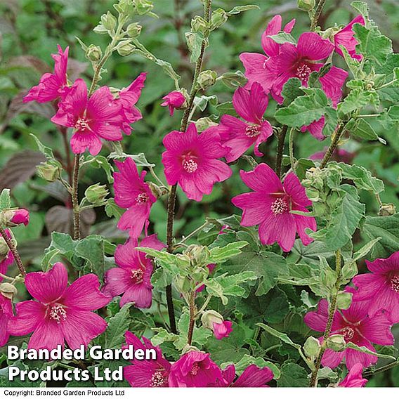 Lavatera x clementii 'Burgundy Wine'