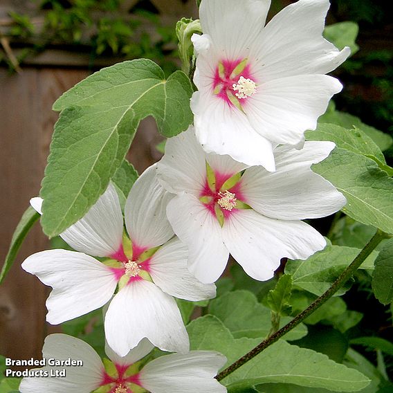 Lavatera x clementii 'Barnsley'