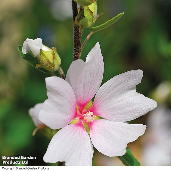 Lavatera x clementii 'Barnsley'