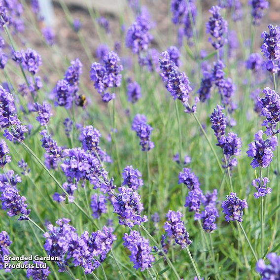 Lavender 'Melissa Lilac'