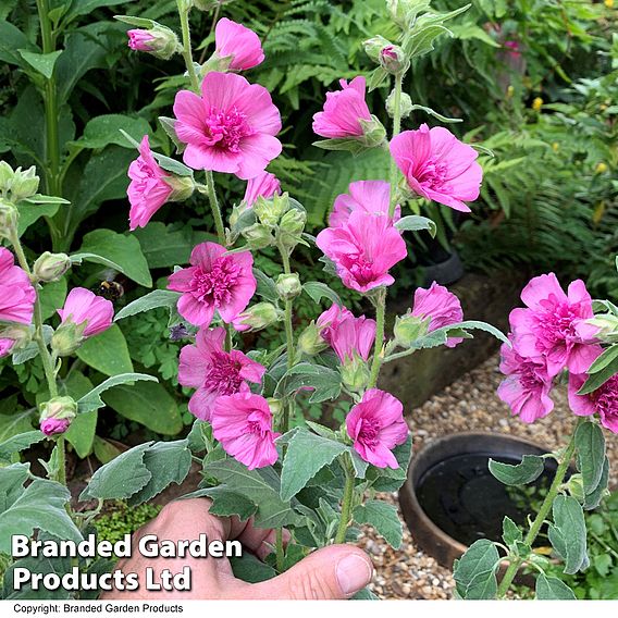 Lavatera 'Princess Pink'