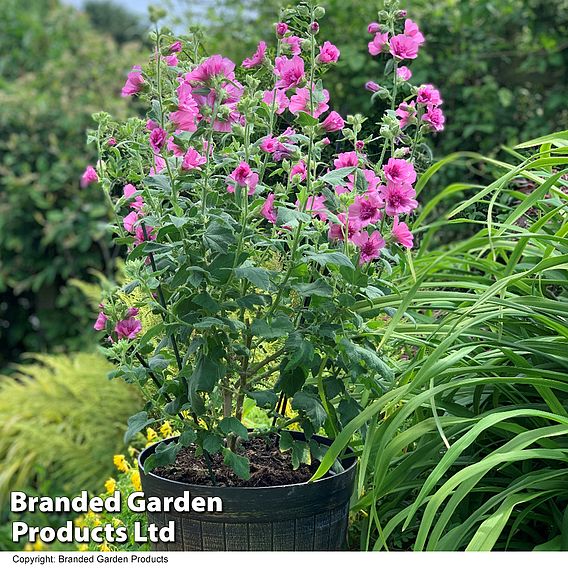 Lavatera 'Princess Pink'