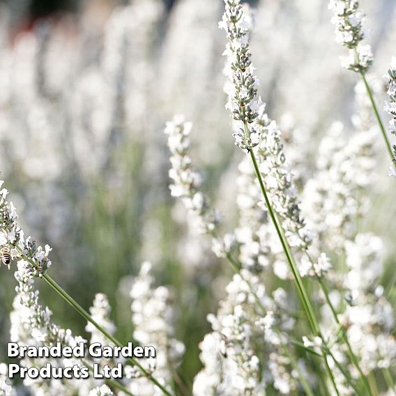 Lavender angustifolia 'Arctic Snow'