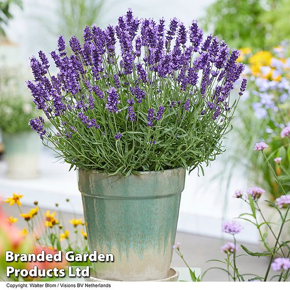 Lavandula 'BeeZee Trio Collection'