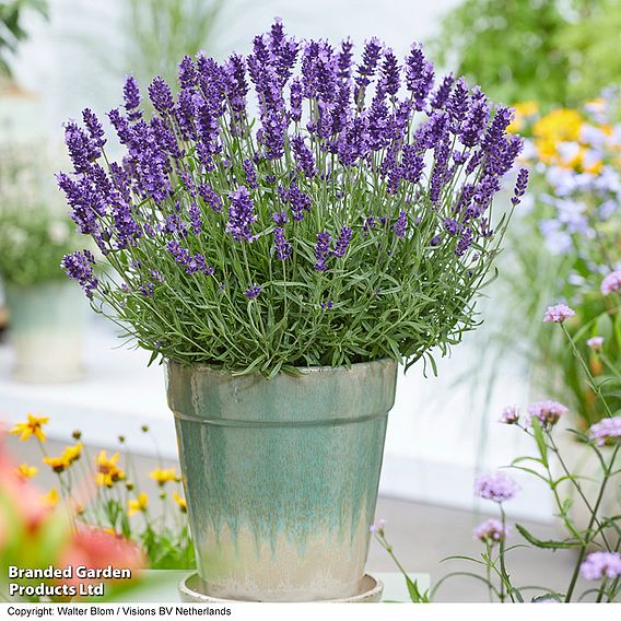 Lavender 'BeeZee® Dark Blue'