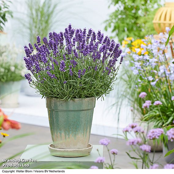 Lavender 'BeeZee® Dark Blue'