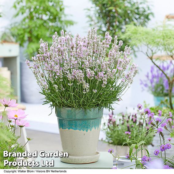 Lavender 'BeeZee® Pink'