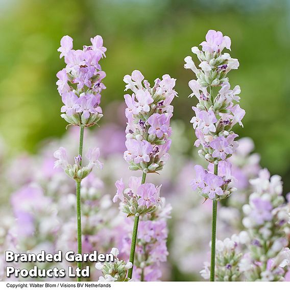 Lavender 'BeeZee® Pink'