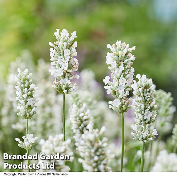 Lavender 'BeeZee® White'