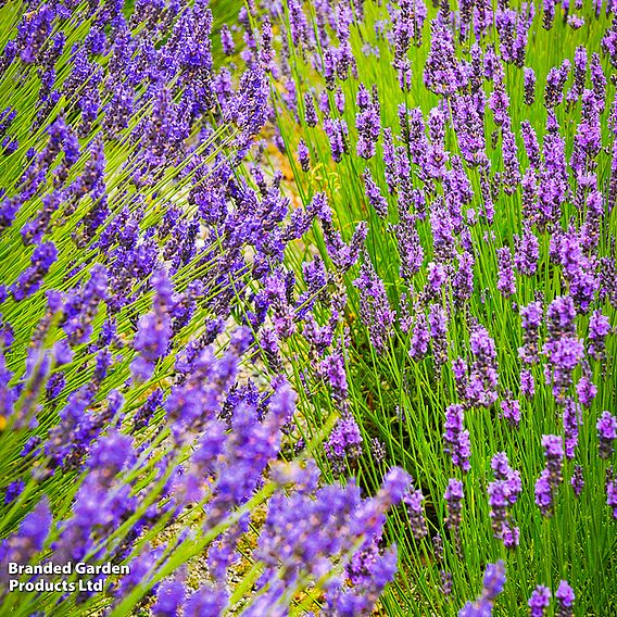 Lavender Duo