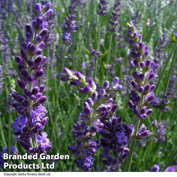 Lavender 'Heavenly Night'