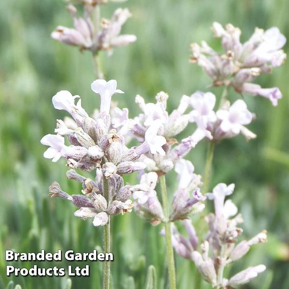 Lavender 'Rosea'