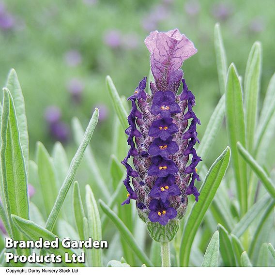 Lavender 'Devonshire Compact'