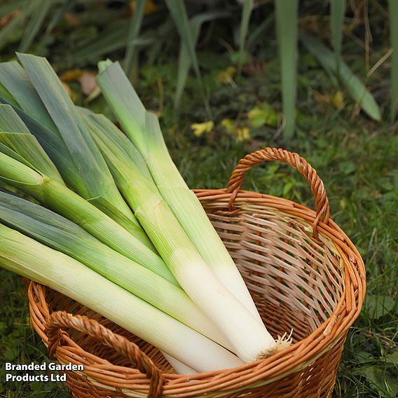 Leek porruum 'Santora' F1 - Seeds