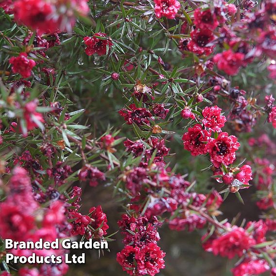 Leptospermum scoparium 'Red Damask'