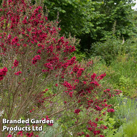 Leptospermum scoparium 'Red Damask'