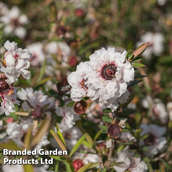 Leptospermum scoparium 'Snow Flurry'