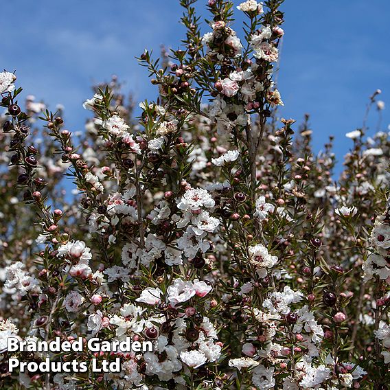 Leptospermum scoparium 'Snow Flurry'