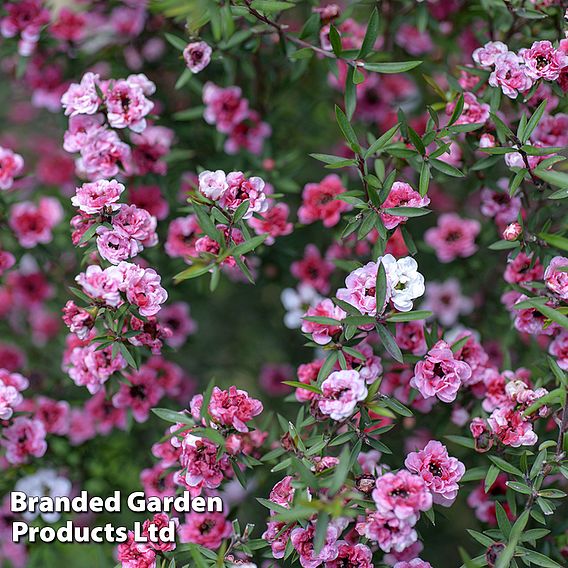 Leptospermum scoparium 'Wiri Adrianne'