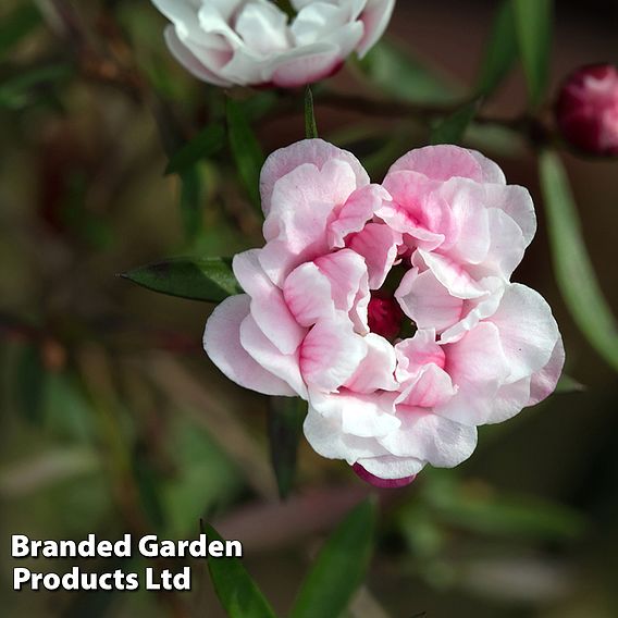 Leptospermum scoparium 'Wiri Adrianne'