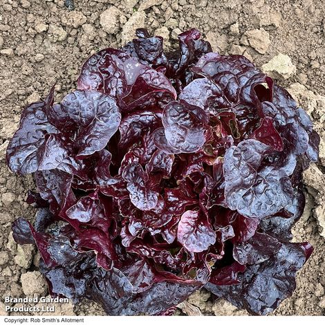 Lettuce 'Oakus' - Seeds