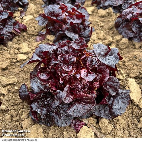 Lettuce 'Oakus' - Seeds