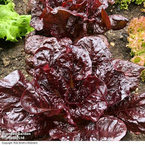 Lettuce 'Volcana' - Seeds