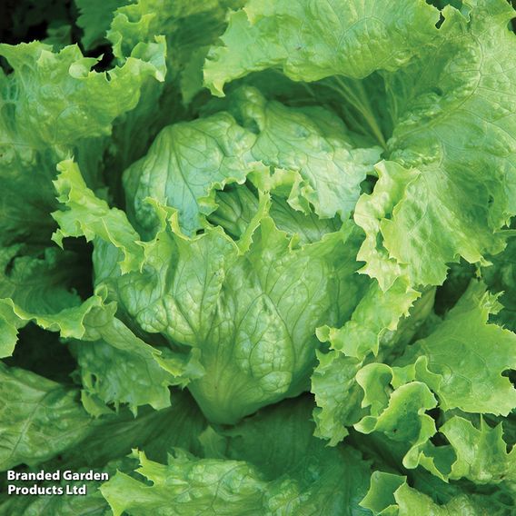 Lettuce 'Webbs Wonderful' (Iceberg/Crisphead) - Seeds